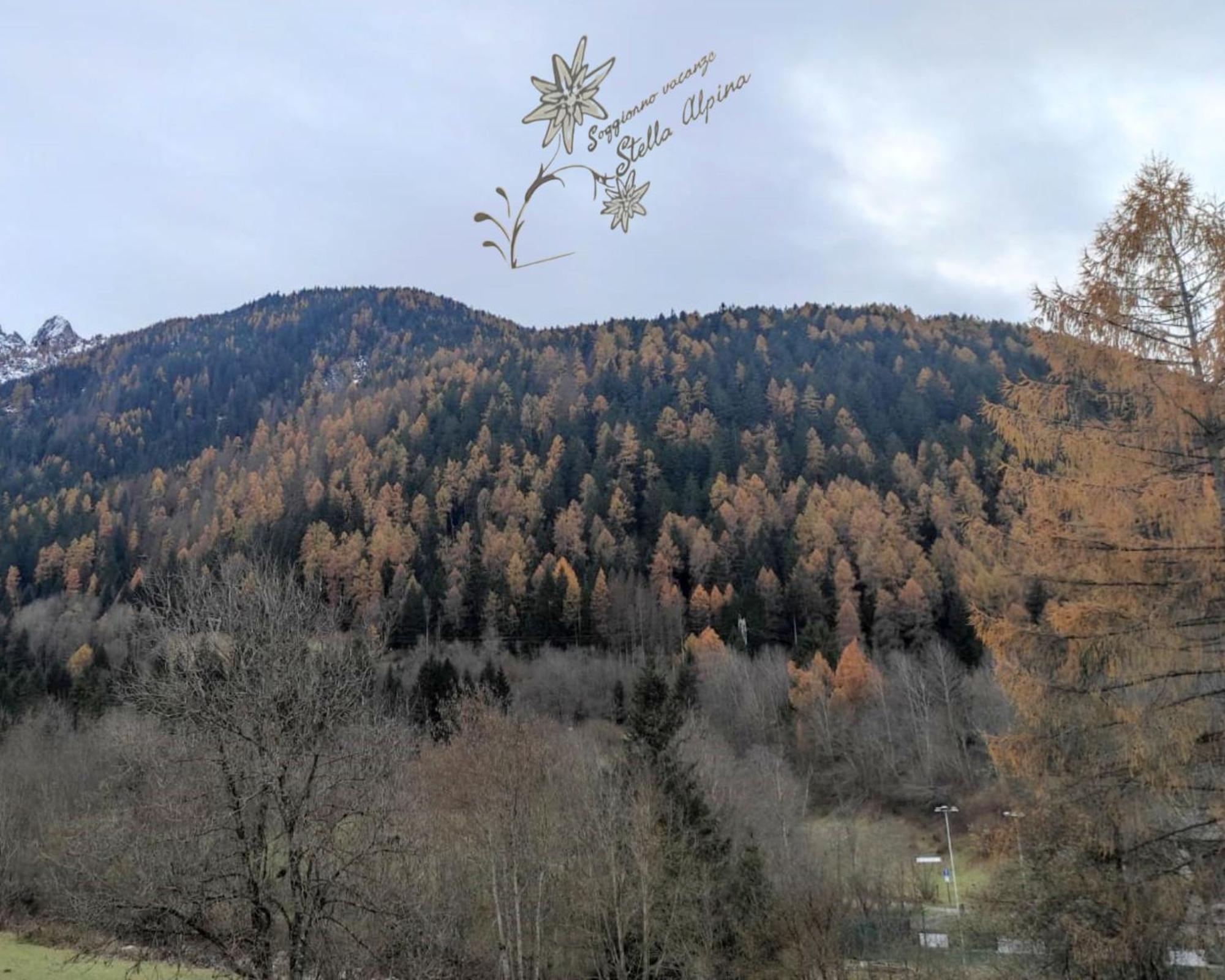 Soggiorno Vacanze Stella Alpina Temu Luaran gambar